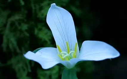 5 Minute Neville Goddard Meditation Eavesdropping (Updated)