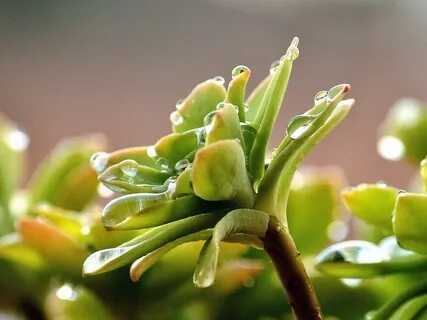 5 Minute Rain Meditation