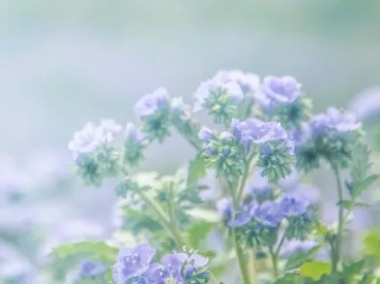 5-Minute Rapid Relaxation 