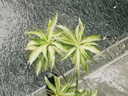 5 Minute Relaxation Booster With Rain