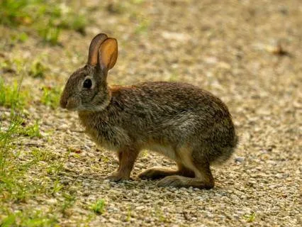 5-Minute Reset - Interrupt Unworthiness