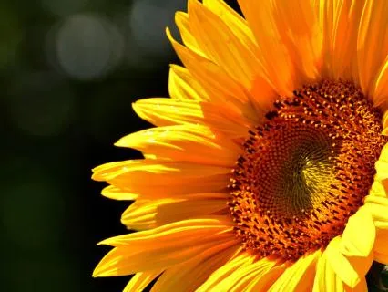 5-Minute Reset - Plant New Seeds