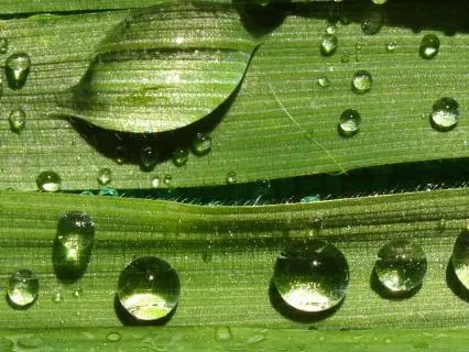 5-Minute Reset - Uproot The Weeds