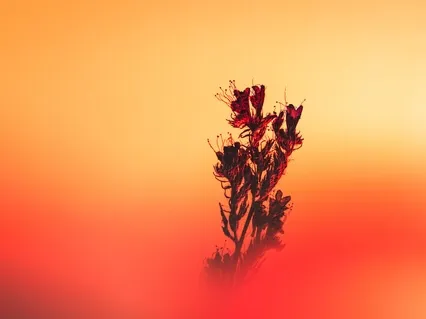 Sacral Chakra Activation | Singing Bowl 432Hz