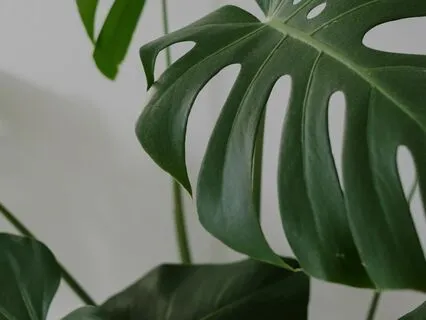 5 Minute Scripture Meditation: Philippians 4:4-7