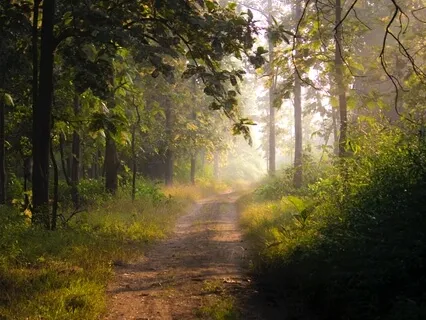 5 Minute Secret Forest Melody