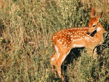 5 Minute Self-Worth Reset For Anxious Attachment