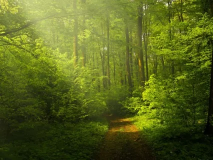 5 Minute Sitting In Nature Meditation (Guided)