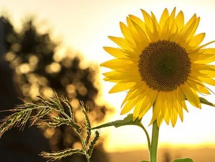 5-Minute Sunflower Reboot