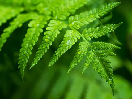 Nawa Sankya Pranayama: For Energy & Focus