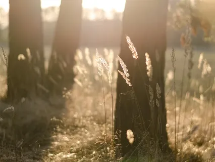 Meditative Sound Journey