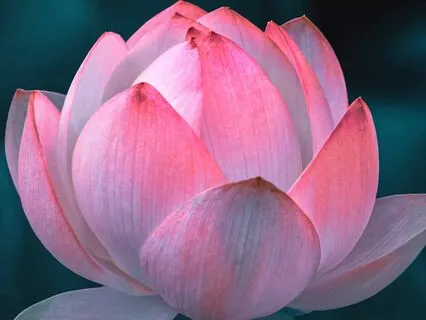 5-Minutes Of Gratitude, Day 4: Embracing Love