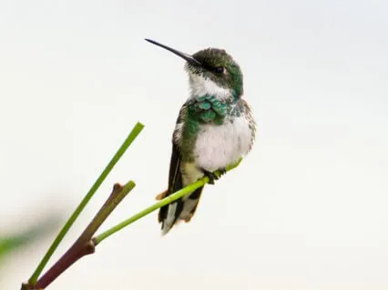 5 Minutes To Presence