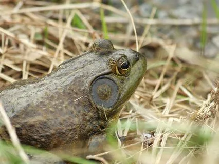 5 Senses Awareness (5-4-3-2-1)