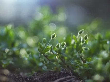 5/10 The Basic Miracle: Our True Nature & Power