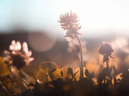 5 Step Kindly Awareness (Metta)