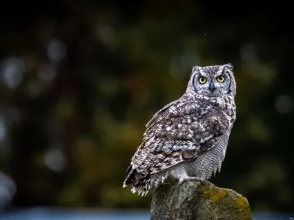 50 Positive  Affirmations Being My Best Self Every Day