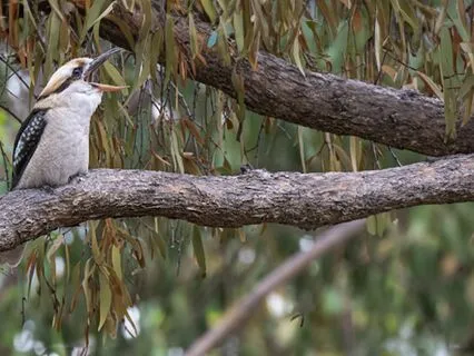 52-minute Yoga Nidra For Unwinding With Sounds And Images