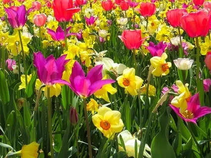 Zoning Out Within A Bed Of Flowers