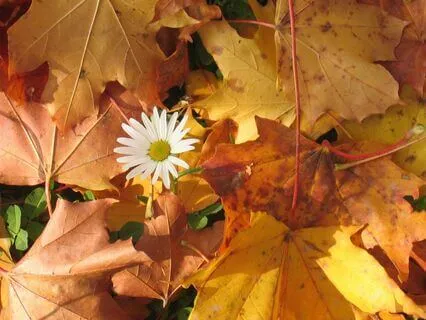 528 Hz: Cellular Renewal For Mind & Body