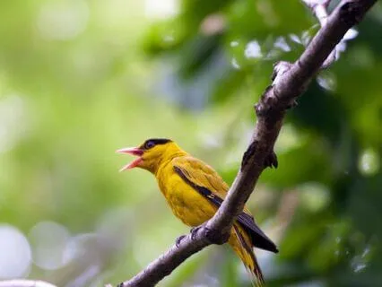 528 Hz Handpan Music | Healing With Nature Sounds