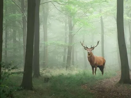 528 Hz Healing Sleep - Enchanted Forest