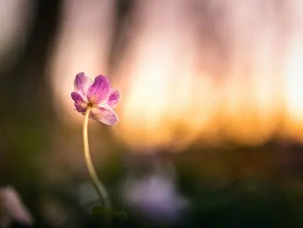 528 Hz Heart Healing & Emotional Renewal - 2 Hours