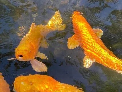 528 Hz | Life Cycles - Deep Voyage Reiki & Massage Music