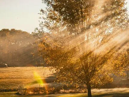 528 Hz Morning Music | Cleanse & Boost Positive Energy