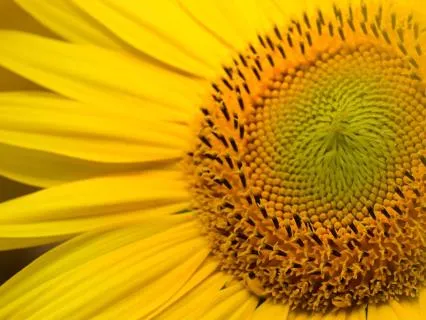 528 Hz (Solar Plexus Healing)