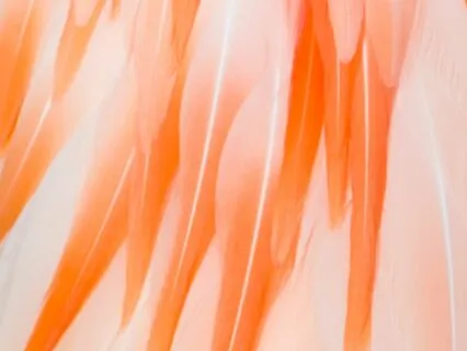 528 Hz Solfeggio Frequency - Miracle Tone For Anxiety