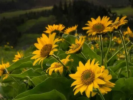 528 Hz | Source Energy - Deep Voyage Reiki & Massage Music