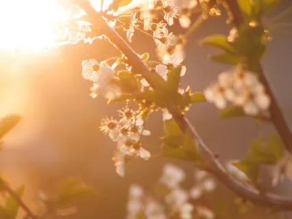 528 Hz Spring Awakening: Unlock Your Inner Light