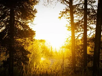 528 Hz Study Music For Calm Focus & Mental Clarity