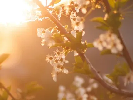 528 Hz: Summer Breeze Awakening