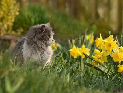 528 Hz Tuning Forks for Cats & Their Humans (Purring + OM)