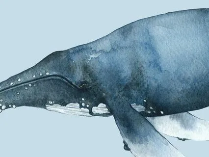 528 Hz Whale & Vocal Solfeggio Melodic Meditation