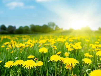 Whole Body Regeneration - Full Body Healing Physical & Emotional Cleansing (528 Hz) 