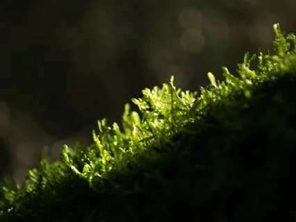 528Hz | 1 - Softening Light - Deep Voyage Reiki & Massage