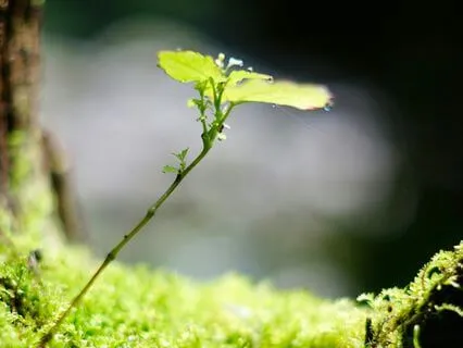 528Hz | 14 - Life Cyces: Deep Voyage Reiki Massage Music