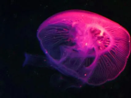 528Hz Deep Healing – Delta Waves For Inner Peace