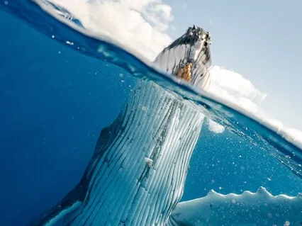 528Hz Deep Meditation Music For The Soul