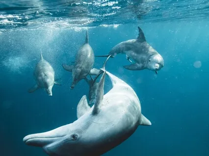 528Hz Deep Meditation Music