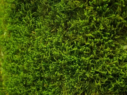 528 Hz - Forest Moss | Ultimate Reiki, Yoga & Massage