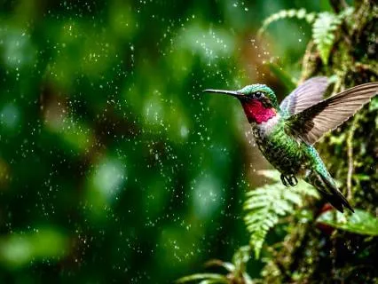 528Hz Healing Frequency • Chimes, Rain, & Birdsong