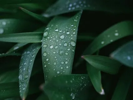 528Hz Healing Sounds | Alpha Binaural & Isochronic | Rain 30