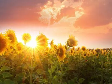 528 Hz Inner Radiance With Reiki And Sound