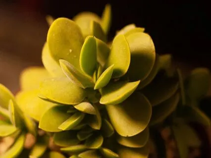 528hz - Jade | Ultimate Reiki, Yoga & Massage