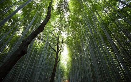 528HZ Let The Sound Heal You Deep Comfort Mind And Body