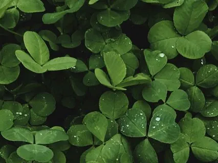 528hz - Lucky Clover | Ultimate Reiki, Yoga & Massage